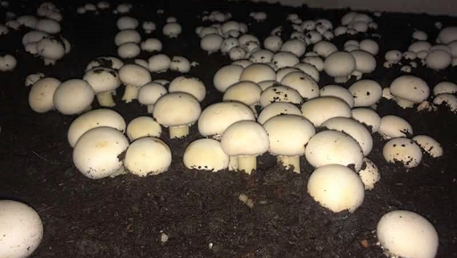 Hitech mushroom grower