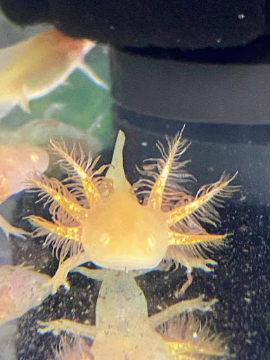 Pet Store «Fish-N-Pets Unlimited», reviews and photos, 11710 Bissonnet St, Houston, TX 77099, USA