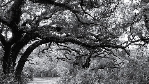 Nature Preserve «Pine Island Ridge Natural Area», reviews and photos, 3900 SW 100th Ave, Davie, FL 33328, USA