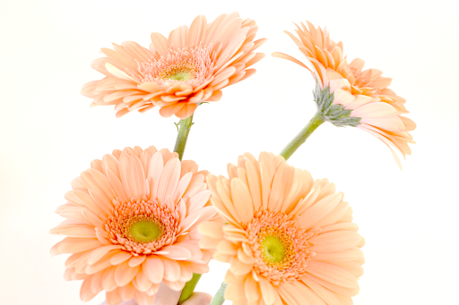 Florist «Wildflowers With Tami», reviews and photos, 46 Sparta Ave, Newton, NJ 07860, USA