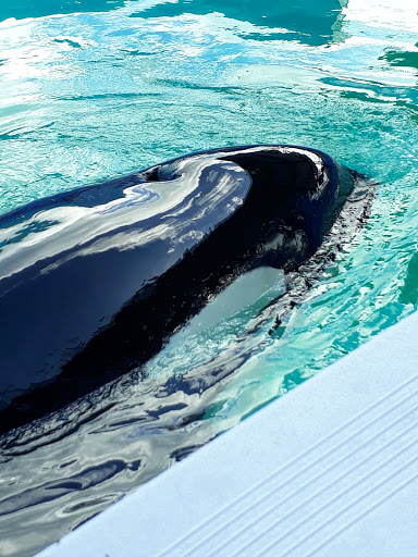 Aquarium «Miami Seaquarium», reviews and photos, 4400 Rickenbacker Causeway, Key Biscayne, FL 33149, USA