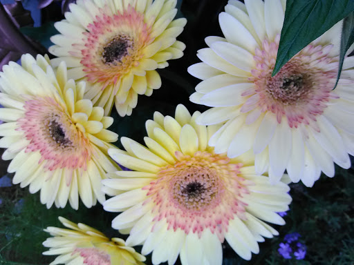 Book Store «Pipe & Thimble Bookstore», reviews and photos, 24830 Narbonne Ave, Lomita, CA 90717, USA