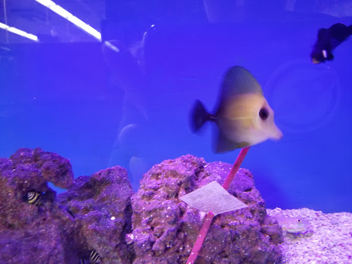 Pet Supply Store «Petco Animal Supplies», reviews and photos, 4167 Cheshire Station Plaza, Dale City, VA 22193, USA