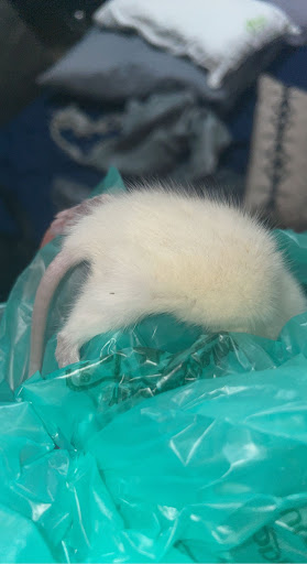 Pet Supply Store «Your Pet Experts», reviews and photos, 1665 State Hill Rd #490, Wyomissing, PA 19610, USA