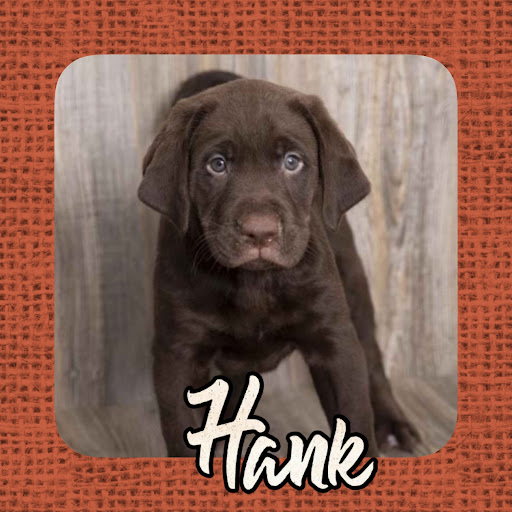 Pet Store «Pet Express», reviews and photos, 250 Granite St, Braintree, MA 02184, USA