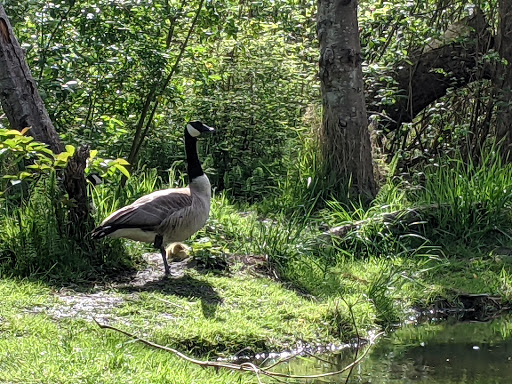 Park «Matthews Beach Park», reviews and photos, 5100 NE 93rd St, Seattle, WA 98115, USA