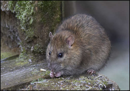 Rat Removal Perth | cheap Rat Pest Control Perth