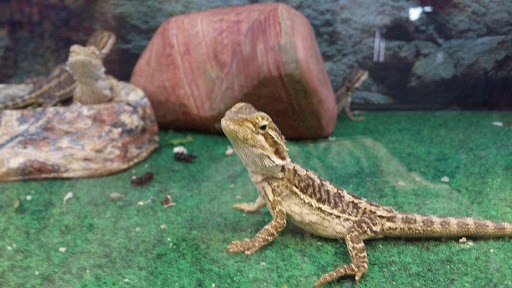 Pet Groomer «We Lov Pets», reviews and photos, 3853 Northpointe Dr, Zanesville, OH 43701, USA