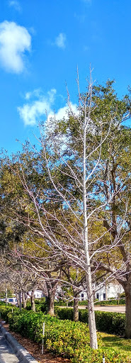 Supermarket «ALDI», reviews and photos, 6700 66th St N, Pinellas Park, FL 33781, USA