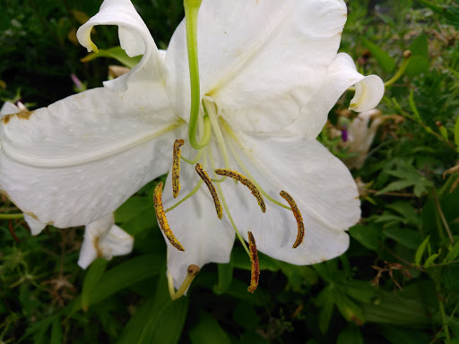 Historical Place Museum «Cobblestone Farm», reviews and photos, 2781 Packard Rd, Ann Arbor, MI 48108, USA
