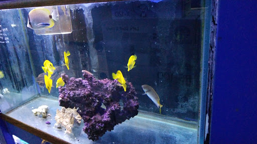 Tropical Fish Store «Aqua Mart Aquariums», reviews and photos, 1620 S Washington Ave, Titusville, FL 32780, USA
