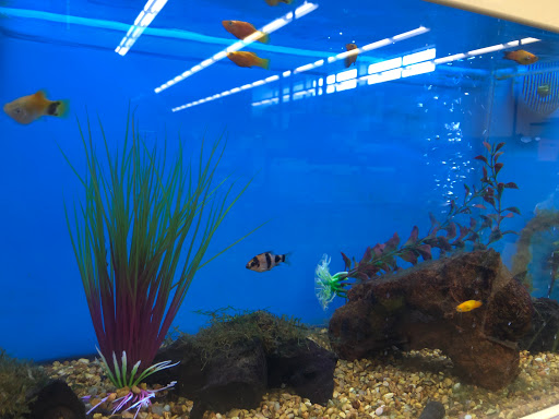 Pet Supply Store «Petco Animal Supplies», reviews and photos, 178 Township Blvd, Camillus, NY 13031, USA