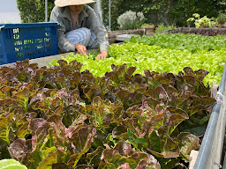 Stay Healthy - ผักผลไม้ปลอดภัย