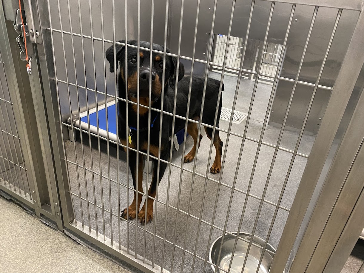 Dallas Animal Services