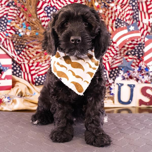 Pet Store «Pet Planet», reviews and photos, 11968 S Redwood Rd, Riverton, UT 84065, USA