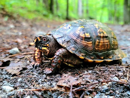 Park «Big Creek Park», reviews and photos, 1600 Old Alabama Rd, Roswell, GA 30076, USA