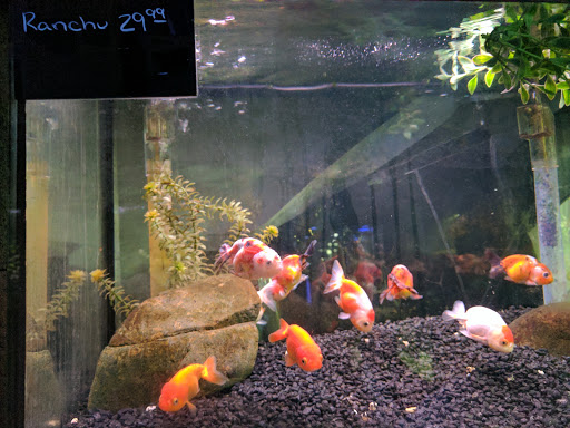 Pond Fish Supplier «Ultimate Aquarium Inc», reviews and photos, 2625 S El Camino Real, San Mateo, CA 94403, USA