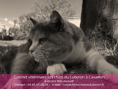 Cabinet Vétérinaire Les Chats Du Luberon à Cavaillon