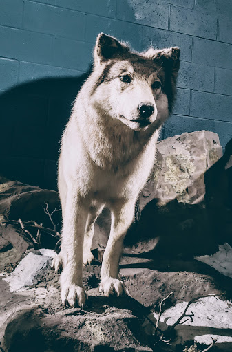 Natural History Museum «Cleveland Museum of Natural History», reviews and photos, 1 Wade Oval Dr, Cleveland, OH 44106, USA