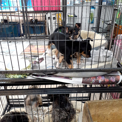 Pet Store «Planet Pet Shop», reviews and photos, 6624 Eastern Ave, Bell Gardens, CA 90201, USA