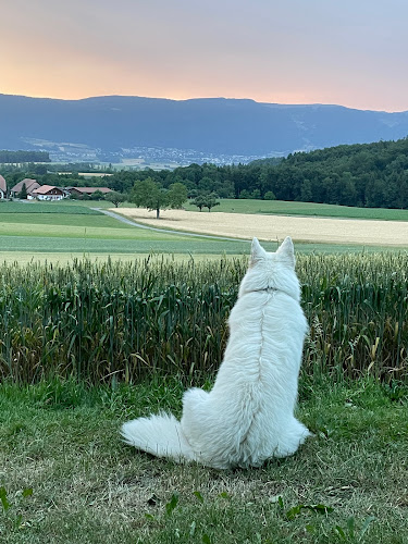 Rezensionen über SC-OG Grenchen-Lengnau / Hundeclub in Grenchen - Verband