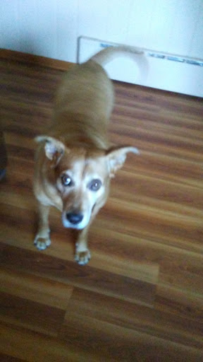 Pet Supply Store «Petco Animal Supplies», reviews and photos, 1660 Orchard Gateway Blvd, North Aurora, IL 60542, USA