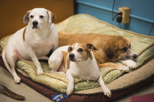 Carolina Doggie Playland