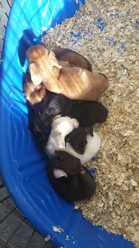 Pet Supply Store «Puppies N Stuff», reviews and photos, 12020 Melody Dr, Westminster, CO 80234, USA