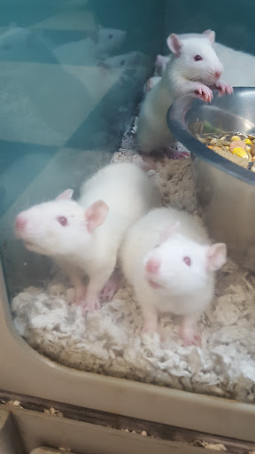 Pet Store «Creature Comforts», reviews and photos, 1250 Front St, Binghamton, NY 13901, USA