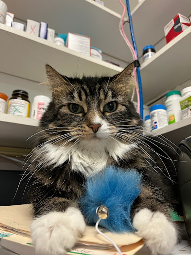 Kensington Animal Hospital image