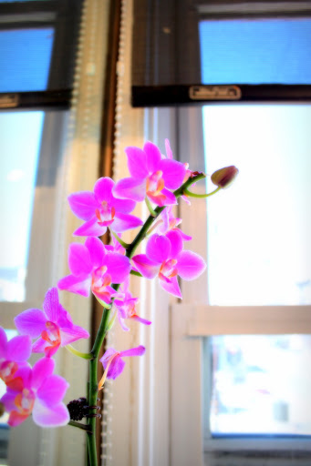 Beauty Salon «Ringolevio Hair Salon & Spa», reviews and photos, Ringolevio Hair Salon & Spa, 2660 Gough St, San Francisco, CA 94123, USA