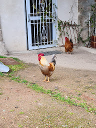 Photo n°60 de Auberge Relais du Pitaval à Brullioles ()