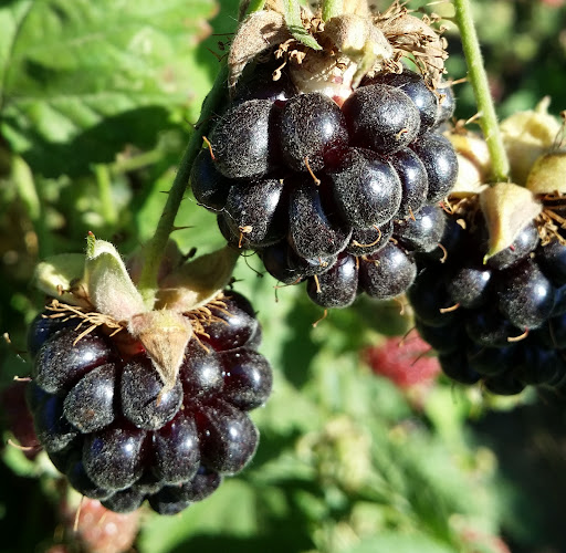 Produce Market «B&P Hitz Fruit Farm (Apples N Produce)», reviews and photos, 14070 Wilco Hwy NE, Woodburn, OR 97071, USA