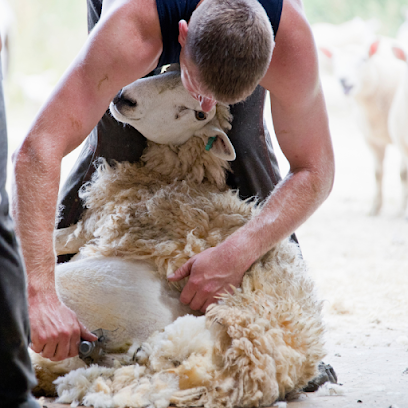 The Sheep Shearer