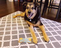 St. Charles Animal Hospital - Photo 4 - Car repair in Waldorf, MD, Waldorf