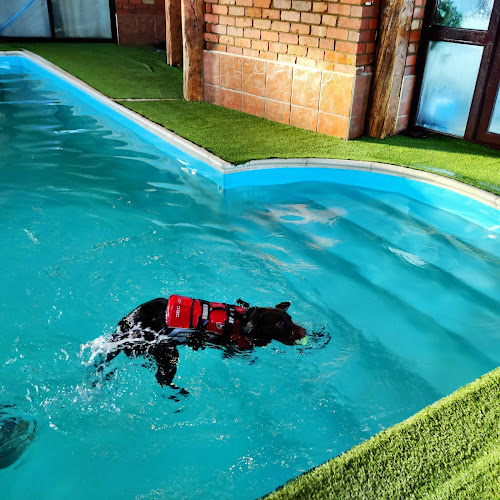 Reviews of Soggy Dogs K9 Swim Centre in Leicester - Dog trainer