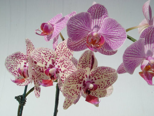 Florist «Flower Market Florist», reviews and photos, 1919 Drew St, Clearwater, FL 33765, USA