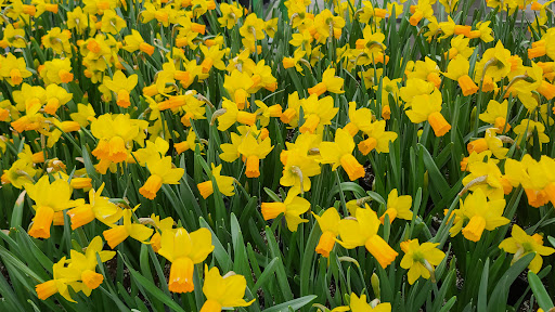 Home Improvement Store «The Home Depot», reviews and photos, 252 N Custer Rd, McKinney, TX 75071, USA