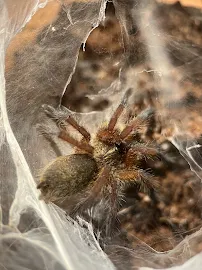 Exotic Arachnids - Car repair in Commerce City, CO, Denver - Rated 0.0/5