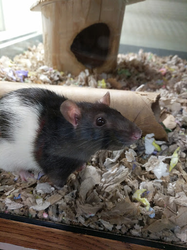 Pet Supply Store «Pet Loft», reviews and photos, 6333 SW Macadam Ave #104, Portland, OR 97239, USA