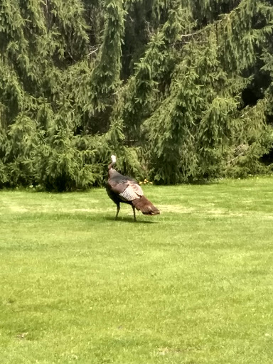 Public Golf Course «Hansen Park Golf Course», reviews and photos, 9800 Underwood Pkwy, Wauwatosa, WI 53226, USA