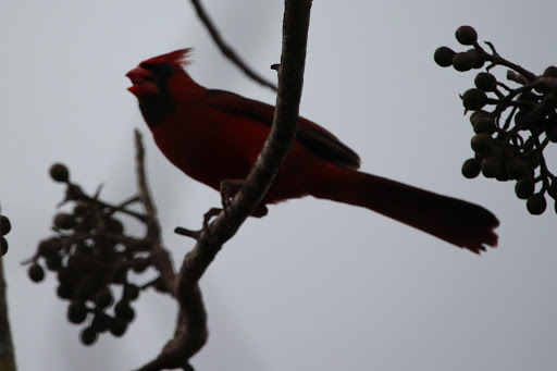 Wildlife Refuge «Ding Darling Wildlife Refuge», reviews and photos, 1 Wildlife Dr, Sanibel, FL 33957, USA