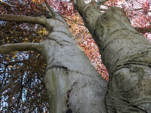 Art Museum «George Eastman Museum», reviews and photos, 900 East Ave, Rochester, NY 14607, USA