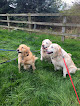 The Red House Luxury Boarding Cattery and Kennels