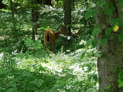 Golf Course «Walnut Run Golf Course», reviews and photos, 601 E Main St, Cortland, OH 44410, USA