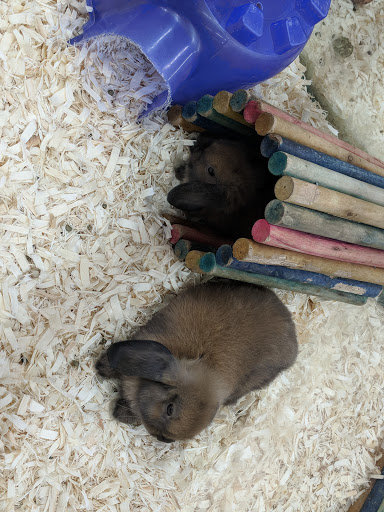 Pet Store «Petland Montgomery», reviews and photos, 7127 Eastchase Pkwy, Montgomery, AL 36117, USA