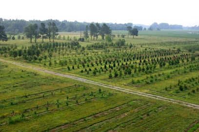 Bemis Tree Farm