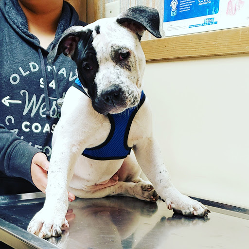 North Tyler Veterinary Clinic