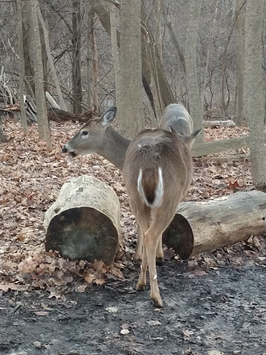 Nature Preserve «Farmington Hills Nature Center», reviews and photos, 24915 Farmington Rd, Farmington Hills, MI 48336, USA