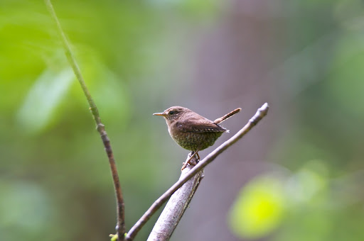 Forestry Service «Hopkins Demonstration Forest», reviews and photos, 16750 S Brockway Rd, Oregon City, OR 97045, USA